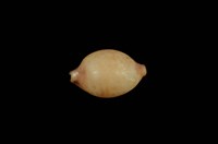 藏品(金珠寶螺)的圖片